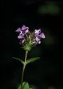 Prunella grandiflora (L.) Scholler attēls