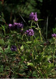 Prunella vulgaris L. attēls