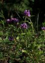 Prunella vulgaris L. attēls