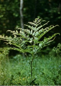 Pteridium aquilinum (L.) Kuhn attēls