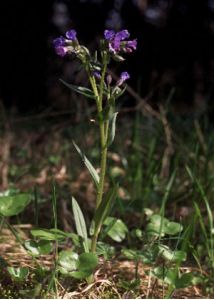 Pulmonaria angustifolia L. attēls