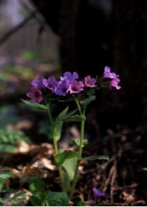 Pulmonaria obscura Dumort. attēls