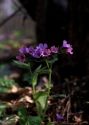 Pulmonaria obscura Dumort. attēls