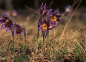 Pulsatilla patens (L.) Mill. attēls