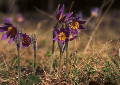 Pulsatilla patens (L.) Mill. attēls