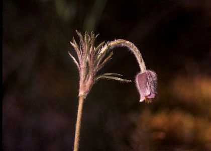 Pulsatilla pratensis (L.) Mill. attēls