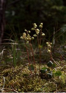 Pyrola chlorantha Sw. attēls