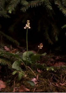 Pyrola media Sw. attēls