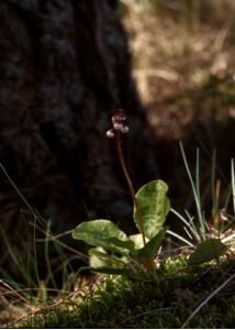 Pyrola minor L. attēls