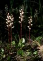 Pyrola rotundifolia L. attēls