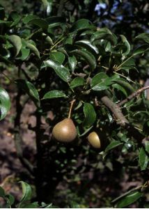 Pyrus communis L. attēls