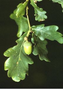 Quercus robur L. attēls