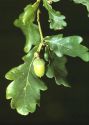 Quercus robur L. attēls
