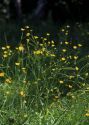 Ranunculus acris L. attēls