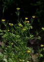 Ranunculus arvensis L. attēls