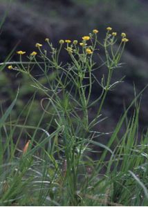 Ranunculus auricomus L. attēls