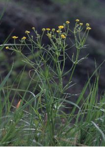 Ranunculus auricomus L. attēls