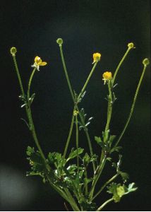 Ranunculus bulbosus L. attēls