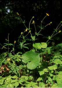 Ranunculus cassubicus L. attēls