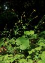 Ranunculus cassubicus L. attēls
