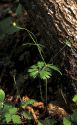 Ranunculus fallax (Wimm. et Grab.) Sloboda attēls