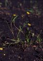 Ranunculus flammula L. attēls