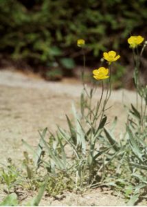 Ranunculus illyricus L. attēls