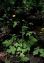 Ranunculus lanuginosus L. attēls