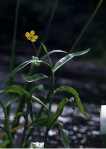 Ranunculus lingua L. attēls