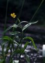 Ranunculus lingua L. attēls