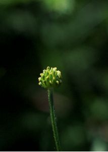 Ranunculus nemorosus DC. attēls