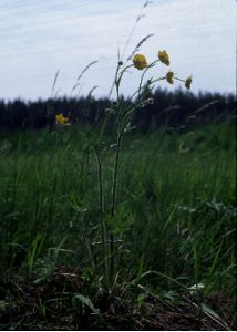 Ranunculus polyanthemos L. attēls