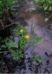 Ranunculus repens L. attēls