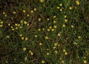 Ranunculus reptans L. attēls