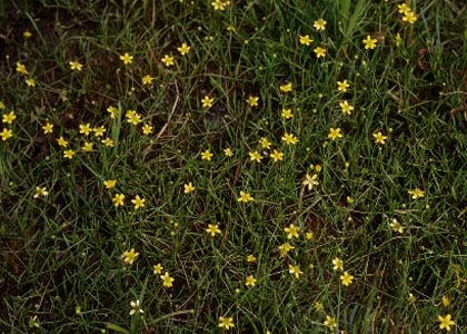 Ranunculus reptans L. attēls