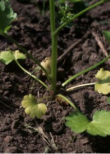 Ranunculus sardous Crantz attēls