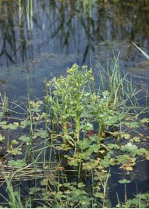 Ranunculus sceleratus L. attēls