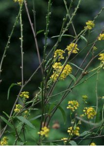 Rapistrum rugosum (L.) All. attēls