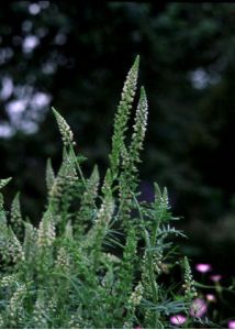 Reseda alba L. attēls