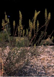 Reseda lutea L. attēls