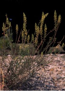 Reseda lutea L. attēls