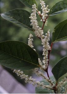 Reynoutria japonica Houtt. attēls