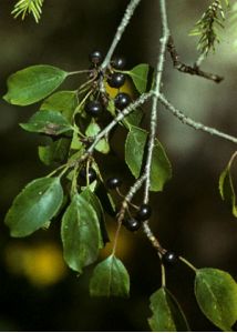 Rhamnus cathartica L. attēls