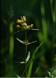 Rhinanthus minor L. attēls