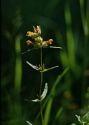 Rhinanthus minor L. attēls