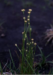 Rhynchospora alba (L.) Vahl attēls
