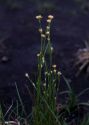 Rhynchospora alba (L.) Vahl attēls