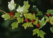 Ribes alpinum L. attēls