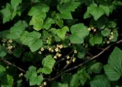 Ribes nigrum L. attēls