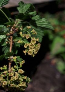 Ribes rubrum L. attēls